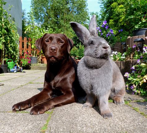 Got Dogs Diggin Up Yer Yard Huh Imgur Giant Rabbit Flemish