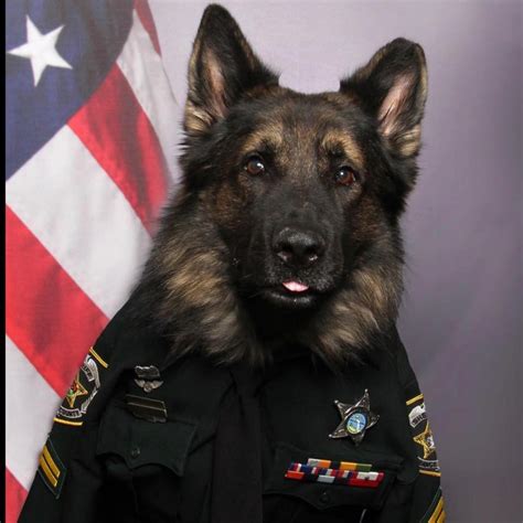 Why Are German Shepherds Used As Police Dogs