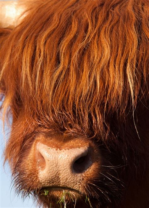 48 Best Highland Cow Images On Pinterest
