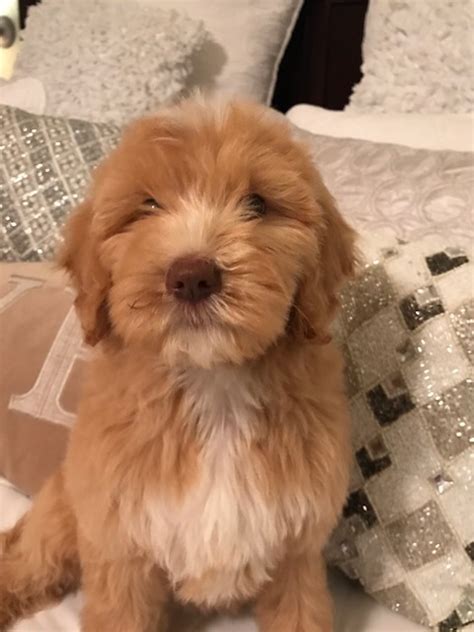 This sweet f1 standard goldendoodle puppy is looking for a loving furever family! View Ad: Goldendoodle Puppy for Sale, Texas, SAN ANTONIO, USA
