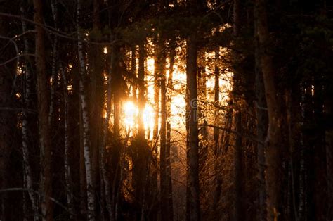 Sunset In The Pine Forest Sun Rays Blooming Trough The Trees Stock