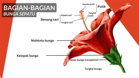 Mengenal Bagian Bagian Bunga Struktur Fungsi Dan Contoh Gambarnya