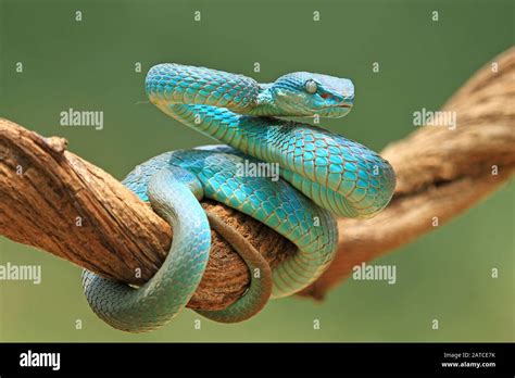 White Lipped Pit Viper Venomous Snake Venom Viper Snake Blue Viper