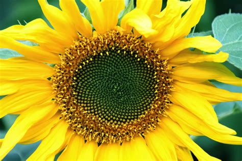 Bunga matahari memang akan selalu mengikuti arah matahari. Foto Wallpaper Bunga Matahari | Seputar Semarang