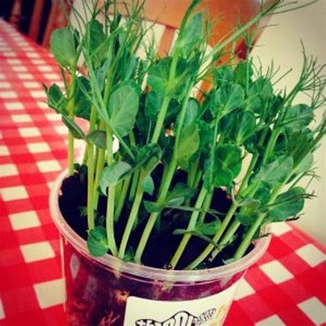 Did You Know You Can Grow Your Own Pea Shoots All Year Round On Your