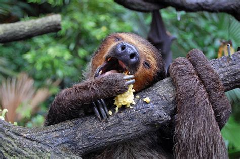 Sloth Eating Oh It Looked Sooooo Tired That It Couldn T … Flickr