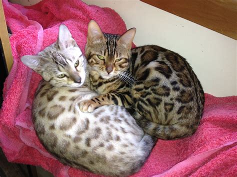 The sound waves generated by the ultrasound are not harmful or painful to the cat or dog. Bengal Cats NZ | Bengal Kittens For Sale Auckland | Bengal ...