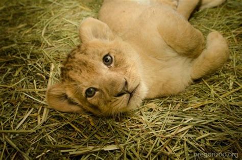 Update Help Name Oregon Zoos Lion Cubs Zooborns