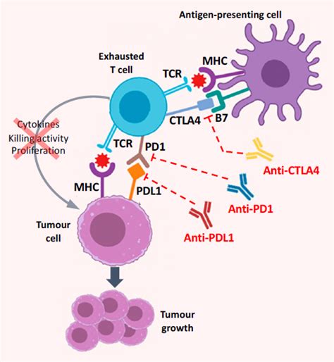 Mechanism Of Action Of Immune Checkpoint Inhibitors Antibodies That