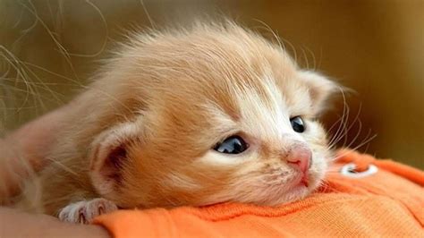 Baby Kitten Wallpapers Wallpaper Cave