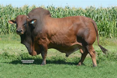 Ilmu Untuk Ternakan Ruminan Baka Baka Lembu
