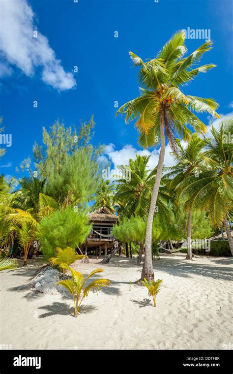 Cook Islands Tropical Ocean Front Wooden Hut And Palm Trees In The