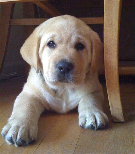 What's the difference between american and how to choose a labrador puppy? C.R. Labrador's * English Labrador Breeder * All breed ...