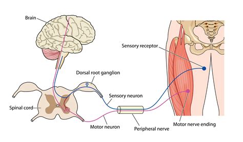 You can see an overview of the central nervous system at this link: The Central Nervous System - Scottish Acquired Brain ...