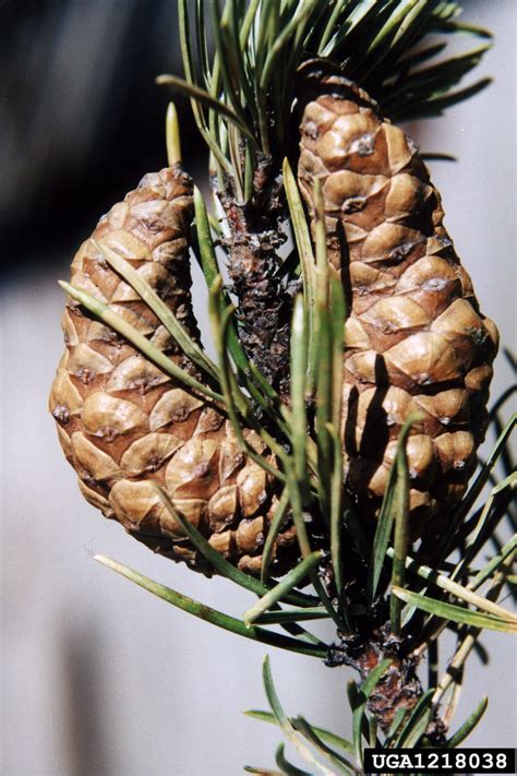 Jack Pine Pinus Banksiana