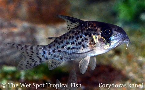 Wet Spot Tropical Fish Corydoras Corydoras Kanei C046 Kanes Cory