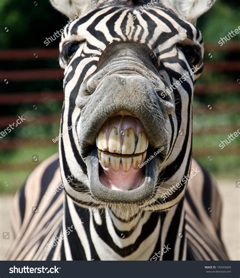 37787 Animal Funny Teeth Stock Photos Images And Photography Shutterstock