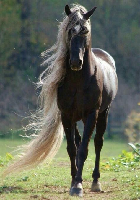 19 Best Posh Horse Heads Images On Pinterest Animals Horses And