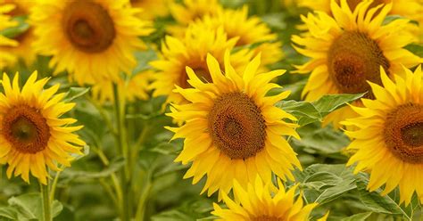 50 Unbelievable Fun Facts About Sunflowers Ultimate Guide 2024