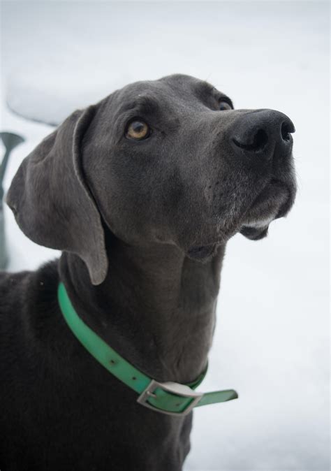 Weimaraner Puppies