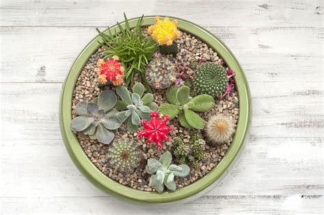 How To Make An Easy Succulent Container Garden
