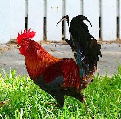 At least some of them have been whisked. Key West chickens | AllThingsCruise