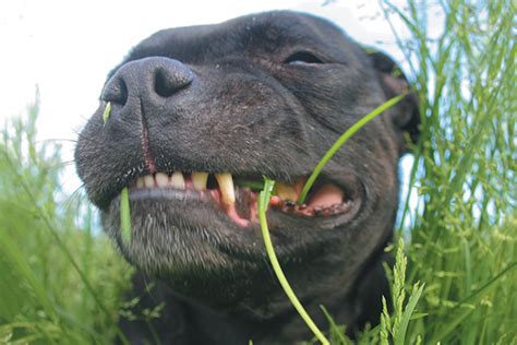 The 4 main theories on why dogs eat their puppy's placenta. Why Is Your Dog Eating Grass? 4 Reasons