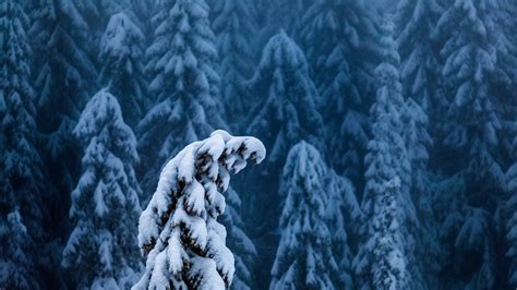 Nature Landscape Trees Forest Branch Winter Snow Pine Trees