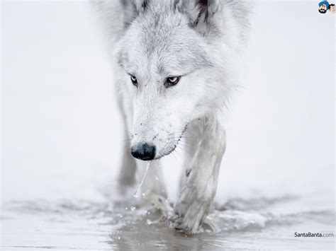 The wolf (canis lupus), also known as the gray wolf or grey wolf, is a large canine native to eurasia and north america. Wolves Wallpaper #7