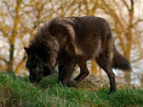 Black Wolf Wolf Dog Wolf Spirit Animal Wolf Pictures