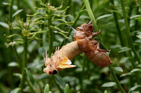 Periodical cicadas require either 13 or 17 years in the nymph stage, developing underground, and mature very slowly. 17 Year Cicada Life Cycle