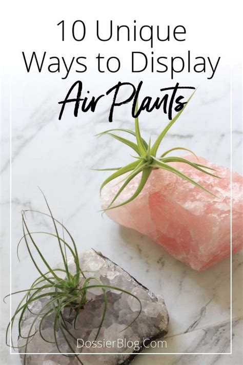 Air Plants Artofit