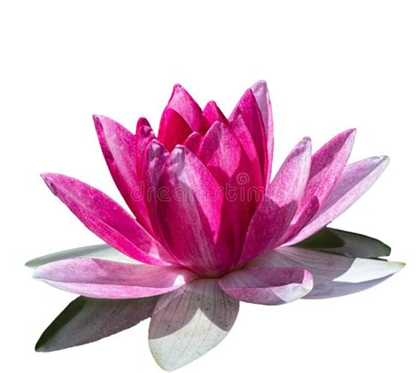 Pink Water Lily Flower Nymphaea Lotus Nymphaea Sp Hort Stock Photo