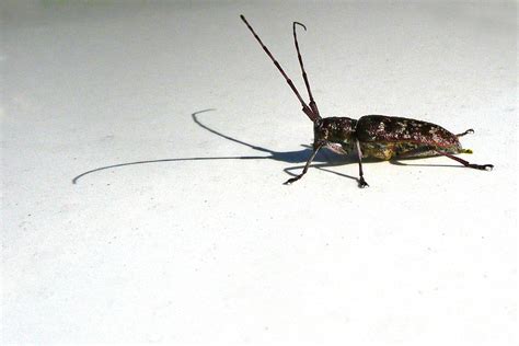 Maycintadamayantixibb Grasshopper Looking Bug With Long Antennae