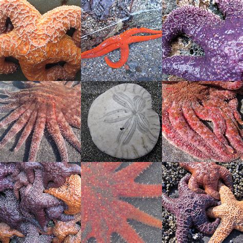 Sea Life Collage Photograph By Marianne Werner Pixels