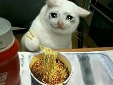 Sad Cat Eat Instant Noodles Rsadcats