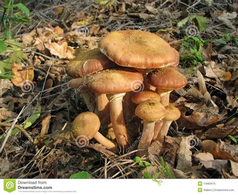 Autumnal Mushrooms Stock Image Image Of Honey Fungi 14683475