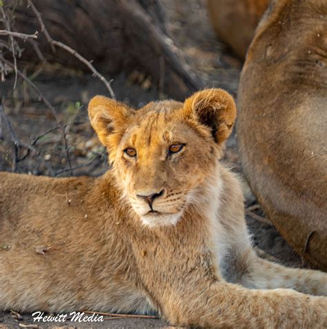 Instagram Travel Photography Chobe National Park Lion Cub