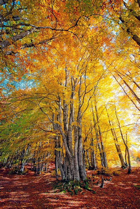 ~~the Gathering Autumn Trees Bistra Mountain Macedonia By
