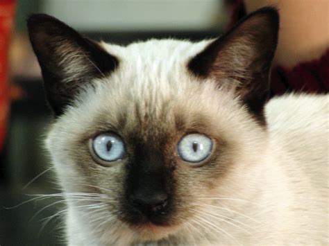 The 8 Types Of Siamese Cats And Their Colors With Pictures Lol Cats