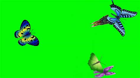 Butterflies Free Video Animation Loop On Green Screen Youtube