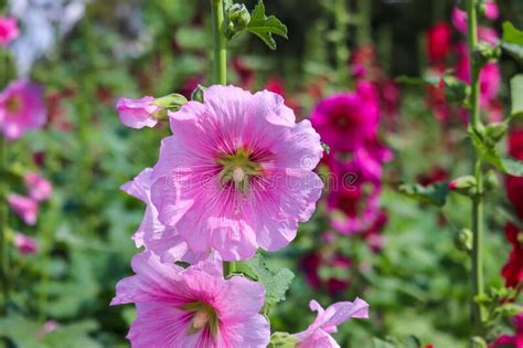 Pink And White Flowers Of Hollyhocks Blooming In The Garden Stock Photo