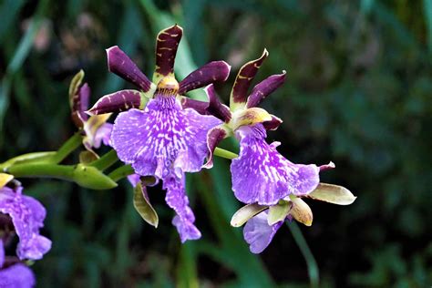 20 Types Of Orchids To Use As Houseplants