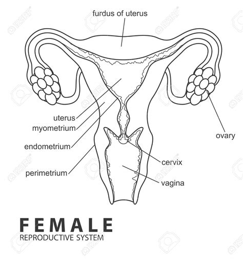 Female Reproductive System Drawing Image Female Reproductive System Label Quiz Labels Labeling