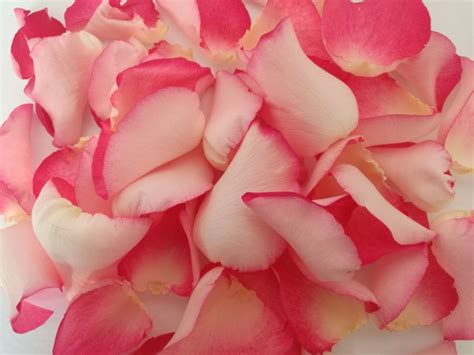 Fresh Rose Petals Premium