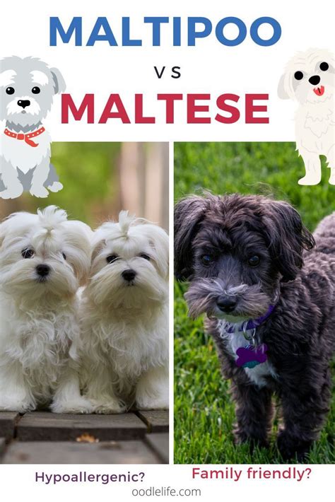 Maltese Poodle Good Traits Hybrid Dogs Maltipoo Pure Bred Roman