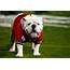 Georgia Bulldogs Mascot Uga Is Top Dog In The Country