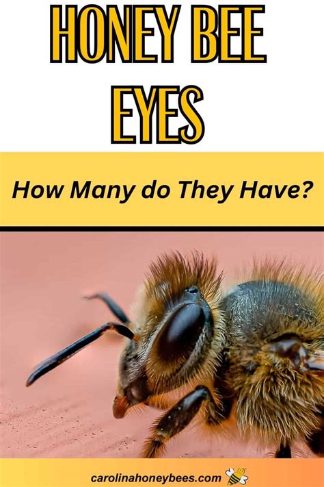 how many eyes does a bee have carolina honeybees