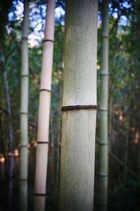 Plantfiles Pictures Giant Gray Bamboo Ghost Bamboo Bullet Proof