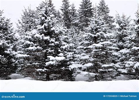 Pine Trees In A February Snowstorm In Wausau Wisconsin Stock Image